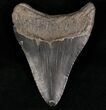 Megalodon Tooth - South Carolina #7483-2